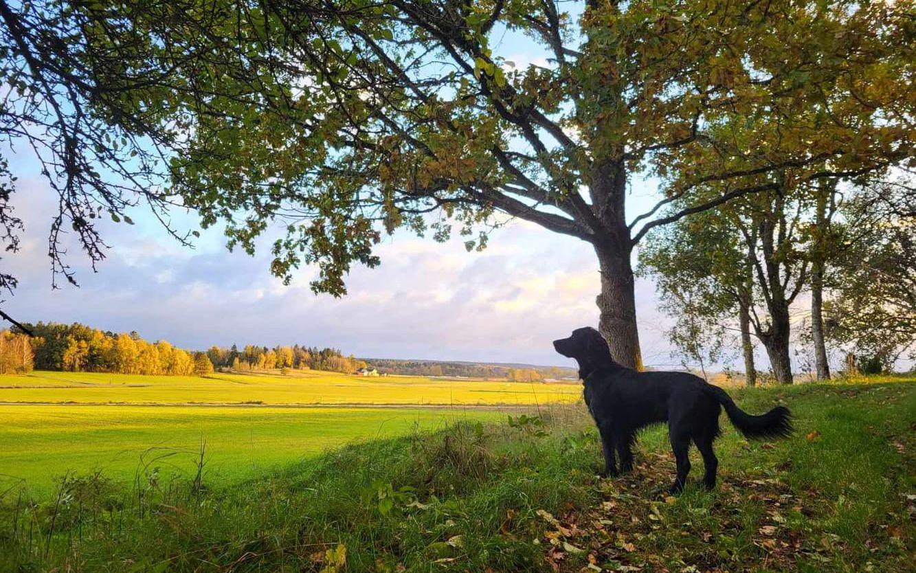 Skickar en fin oktoberbild på finaste hunden Sune på promenad.