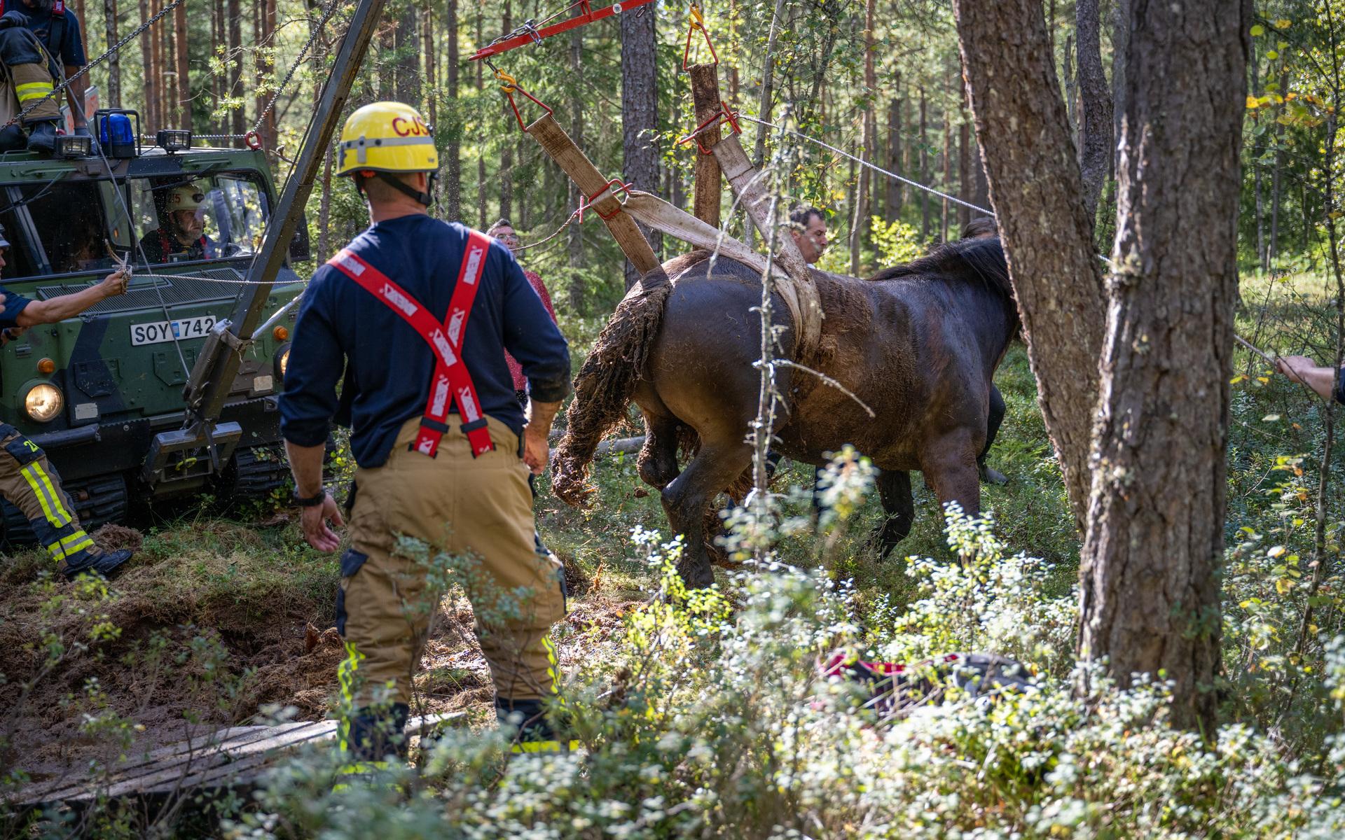 Under onsdagen gick en häst ner i en mosse. Hästen kom upp efter drygt två och en halv timme med hjälp av räddningstjänsten från Alingsås och Vårgårda.