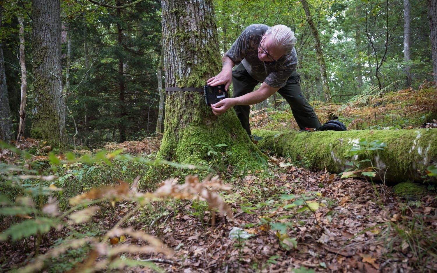 Med fyra kameror dokumenterar sjövikaren Dan Olofsson djurlivet i traktens skogar.