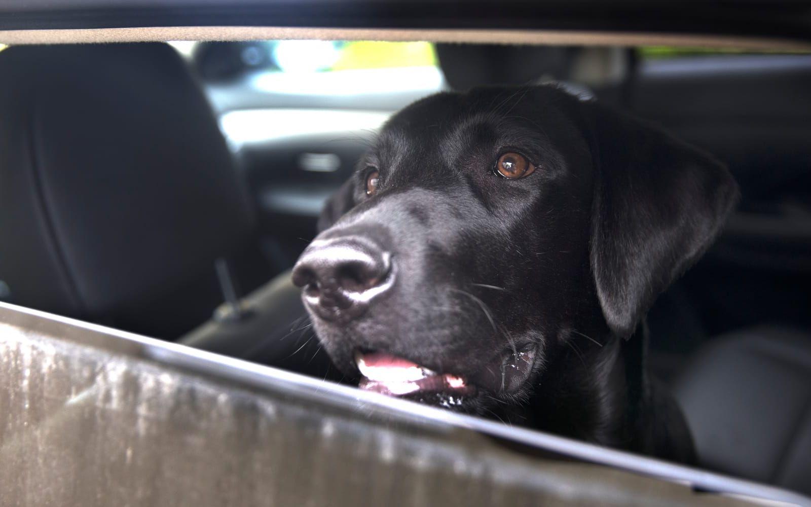 Ett djur får aldrig lämnas utan tillsyn i bilen om temperaturen i bilen riskerar att bli för varm eller för kall.