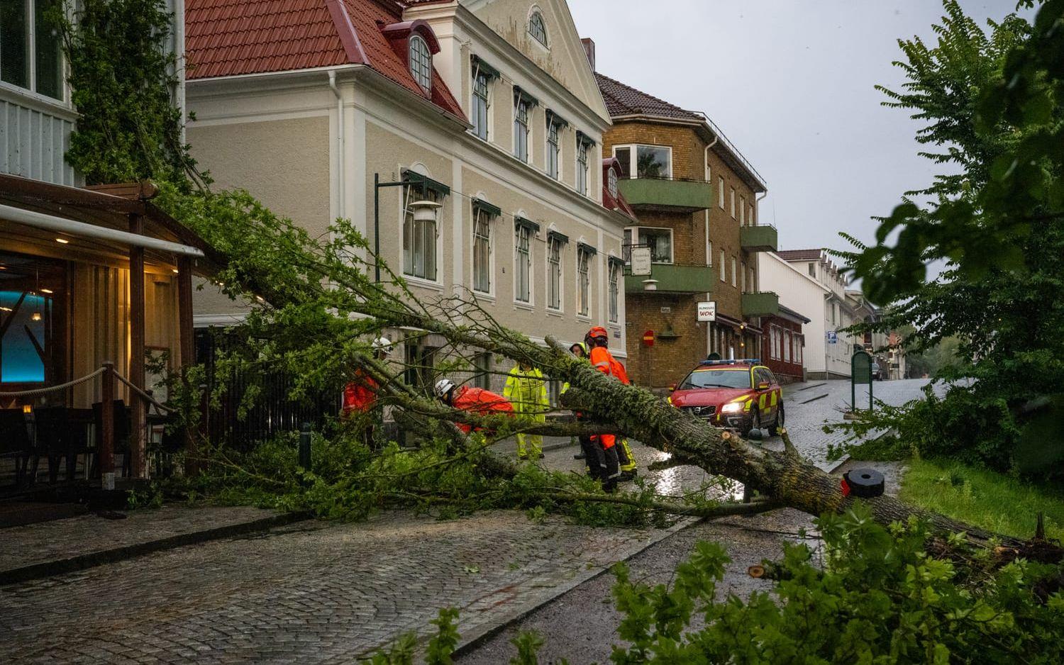 Träd föll över Norra Strömgatan - mycket nära restaurang Amvrosia.