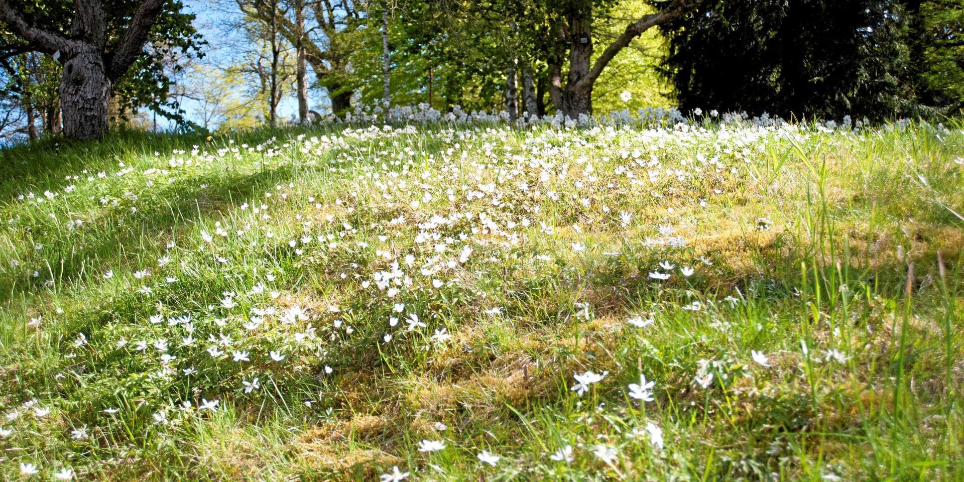 Naturskyddsföreningen vill att Herrljunga kommun ska anta en handlingsplan för vildbinas överlevnad. Vildvuxna gräsmattor med lökväxter eller till och med ängsblommor är ett välkommet alternativ för vildbin.