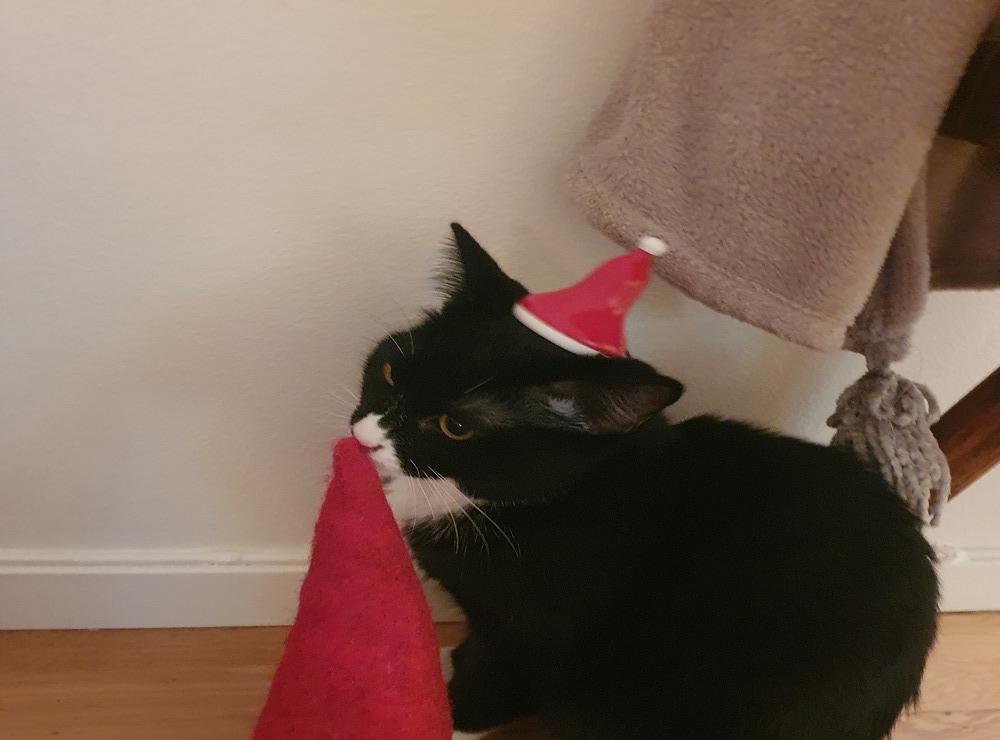 Här är en charmerande bild vår kattunge Willy som är årets tomte hos oss. På bilden diskuterar han kommande julmånad med hans hjälpreda Nisse.