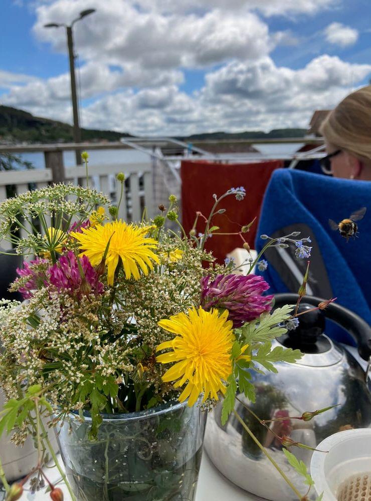 Sommarfrukost för människa och humla på Västkusten slutet av juni.