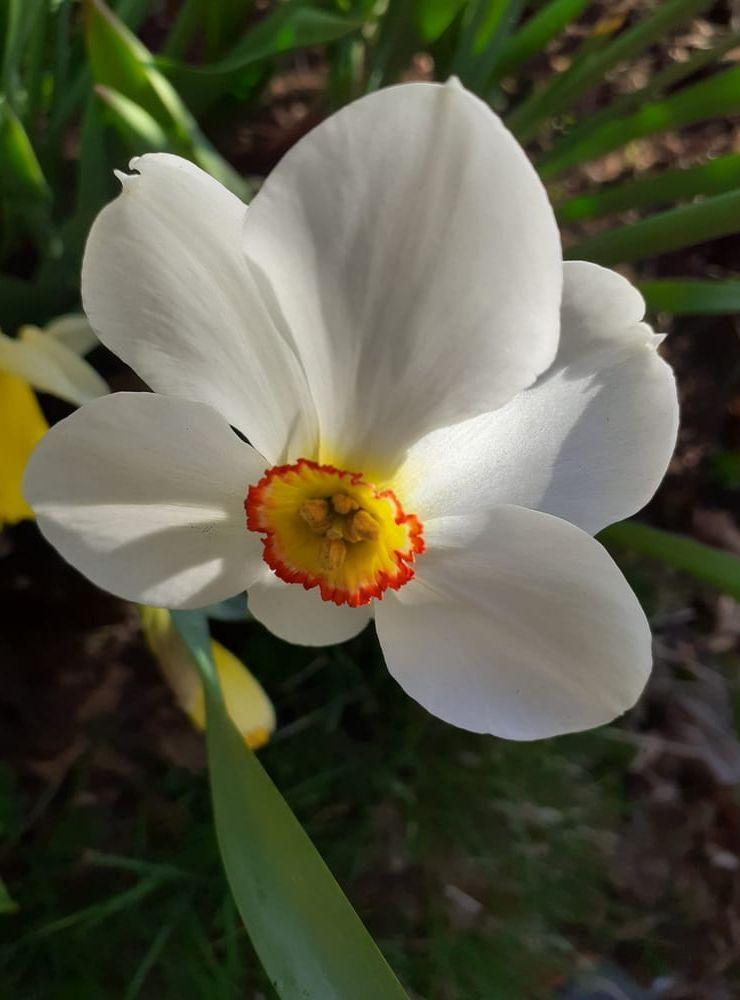 Pingstens vackraste blomma.