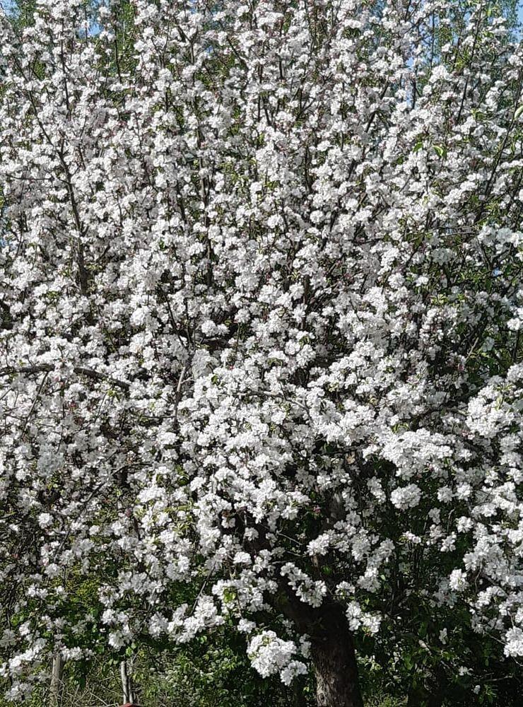 Blommande äppelträd i Kode.