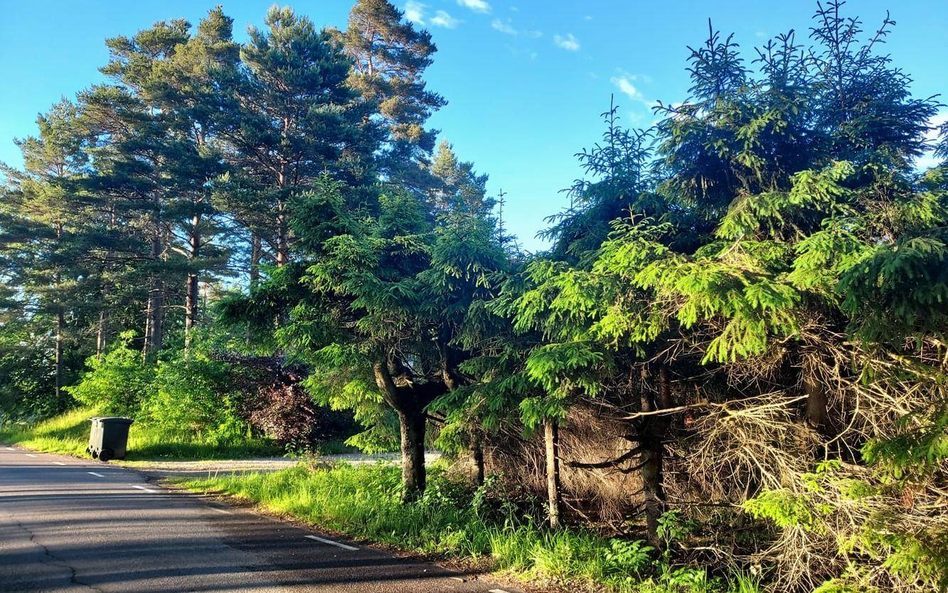 – Vid sjön Antens vackra strand . Jag vandrar med en sommarbukett i min hand, skriver Magnus.