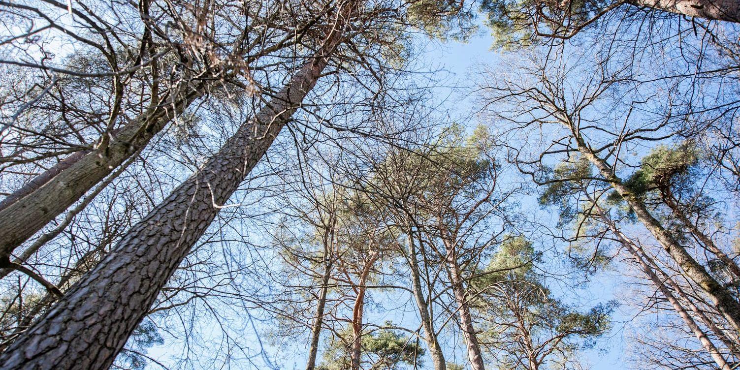 Vi som skogsägare befinner oss i ett moment 22, skriver företrädare för LRF Västra Götaland och Södra Skogsägarna.