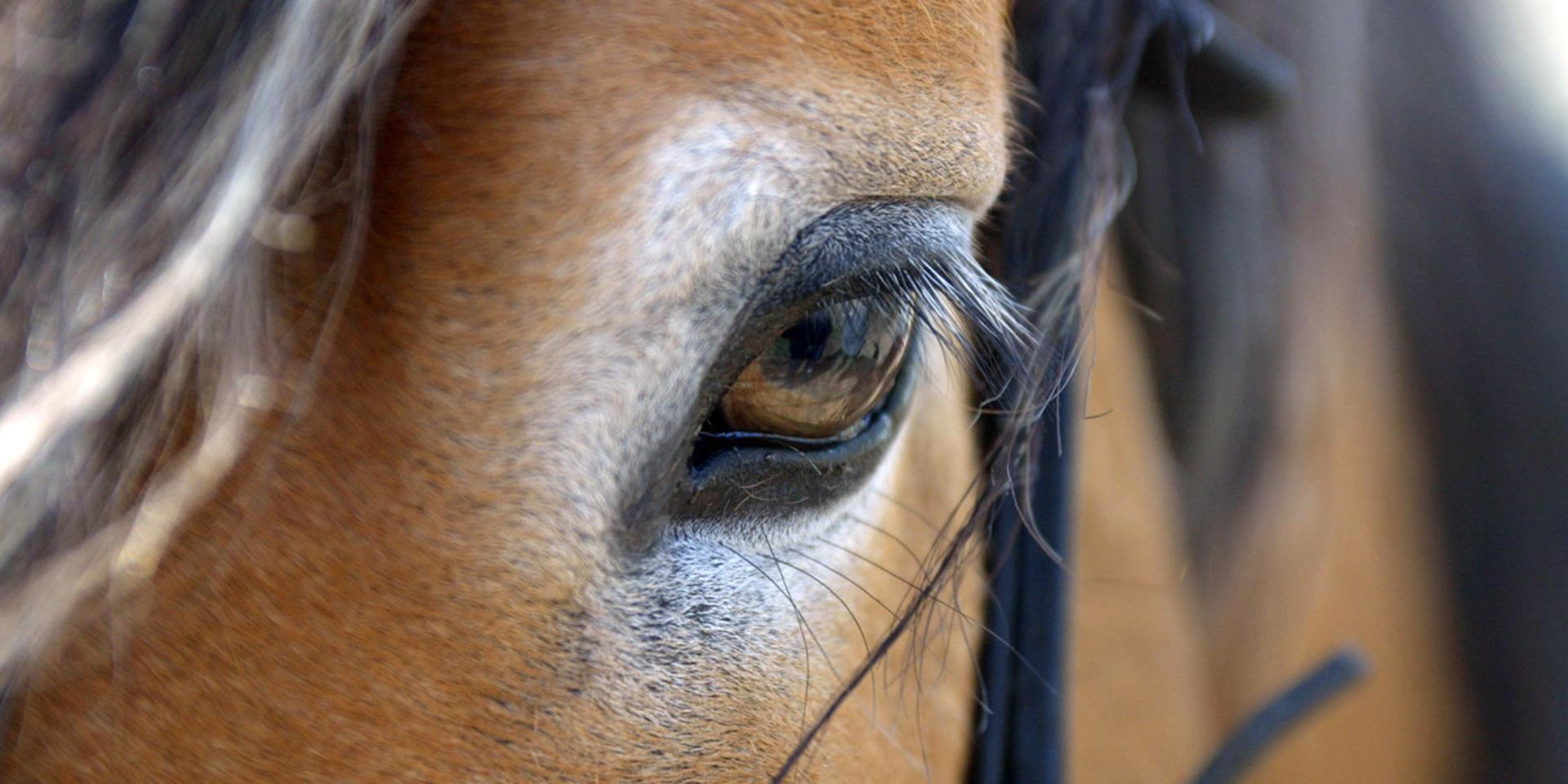 En nordsvensk häst snubblade på söndagen till och fastnade med ena benet i ett skogsområde. Insatsen kunde avslutas efter ungefär en timme med hästen upp på alla fyra ben igen. Bilden är en genrebild. 